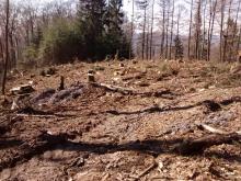 Harvesterspuren und viele Baumstümpfe...