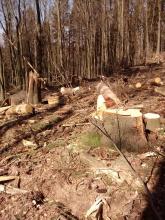 Vorne steht ein Baumstumpf von einem relativ dicken Baum, ansonsten wurde ringsherum alles gefällt