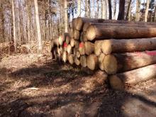 Die gestapelten Bäume sehen für mich als Laien gesund und relativ dick aus