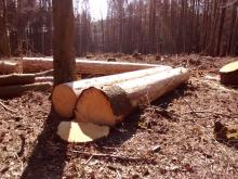 relativ große abgesägte Bäume liegen da