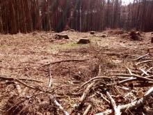 Alle Bäume abgesägt und kleine Äste und Zweige liegen verstreut da.