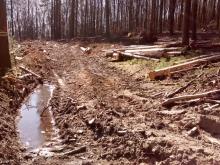 Tiefe Spuren vom Harvester, die abgesägten Bäume liegen noch z.T. im Wald oder was davon übrig ist...