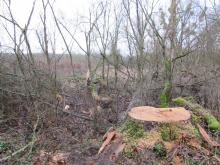 05_20_T.02.A Wörlitz, B.Rac 2020