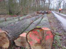 01_Wörlitz, Weg zur Rosenwiesche, 20/T.03A, B. Rac, 2020