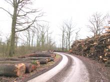 03_Wörlitz, Weg zur Rosenwiesche, 20/T.03A, B. Rac, 2020