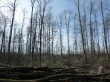 Einige der großen schattenspendenden Bäume wurden gefällt und deutliche Spuren in den Waldboden gesetzt. © Florian Voss 2020