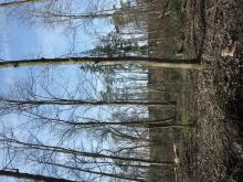 Hier sieht man wie durchsichtig der Wald durch die Fällungen geworden ist. © Florian Voss 2020