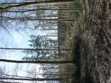 Hier sind neben der Tatsache, dass der Wald sehr licht geworden ist, auch wieder die Spuren der Maschinen zu sehen. © Florian Voss 2020