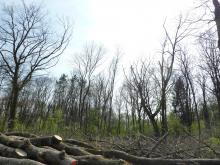 Im Vordergrund abgelagerte Baumstämme. Dahinter ist eine gerodete Fläche zu sehen. © Florian Voss 2020