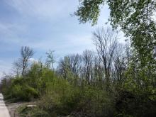 Außer niedriges Buschwerk sind hier alle größeren Bäume gefällt worden. © Florian Voss 2020