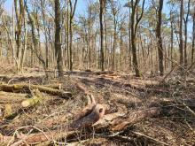 starke Auflichtung des Waldes