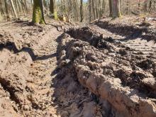 Wegeschäden an Nordic Walking Wegen