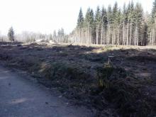 gerodetes Waldstück