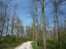 Hier ist ebenfalls die Auslichtung des Auwaldes zu sehen, sowie Schäden an boch stehenden Bäumen. © Florian Voss 2020