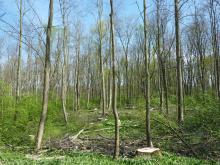 Das Bild zeigt ebenfalls die Auslichtung bzw den erheblichen Schirmschlag. © Florian Voss 2020