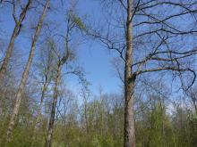 Auf diesem Bild sieht man den starken Schirmschlag in diesem Bereich. © Florian Voss 2020