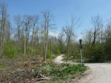 Hier ist der Bereich aus Bild 3 aus der anderen Richtung zu sehen. Ein sehr trauriger Anblick mit dem Wissen, dass hier Anfang des Jahres noch ein dichter Auwald stand. © Florian Voss 2020