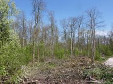 Hier der Blicj etwas mehr nach links, ebenfalls die radikalen Fällungen zu sehen. © Florian Voss 2020