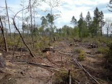 Schäden durch Holzerntemaschinen