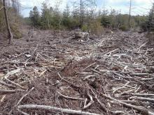 ausgetrocknete Äste und Zweige auf den Wegen