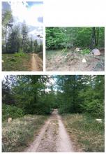 Auflichtung neben Kiefernplantage