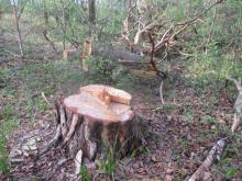 03_Eselsforth 2.0 B. Rac 29.04.20