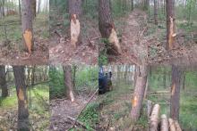 01_Eselsforth 2.0 B. Rac 29.04.20