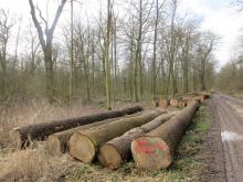 02_ Pl. 2, B. Rac 01.03.20