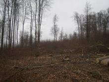 teilweise Kahlschlagsflächen aus &quot;Sicherheitsgründen&quot; nach vorheriger sehr starker Auslichtung