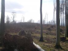 zusätzliche Sturmschäden nach vorheriger massiver Holzernte