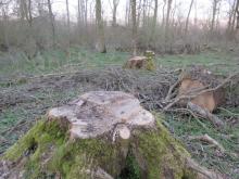 02_ Rosenw., O-Seite, C