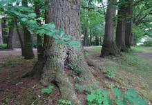 Am Nördlichen Rundweg