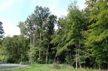 Die Straße &quot;Buchenallee&quot; wird zur &quot;Ost-West-Achse&quot; ausgebaut