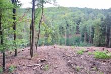 Kahlschlag Nähe Buchberg Bild 2