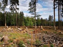 Kahlschlag Sandplacken Bild 2