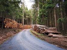 Kahlschlag Sandplacken 6