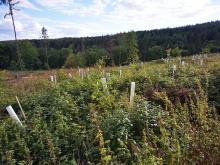 Kahlschlag oberhalb Oberursel 3