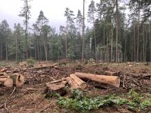 Abholzung festgestellt am 31.08.2020