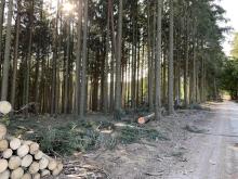 Nochmals staubiger Weg unterhalb vom Sandplacken.