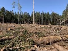 Kahlschlag direkt auf dem Sandplacken.