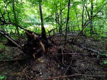 Totholz gibt es in Hülle undFülle