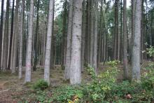 rund um Thiels Hütte