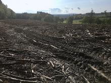 Kahlschlag Weroth/Hanroth 1