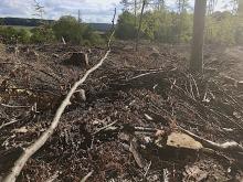 Kahlschlag Weroth/Hanroth 2
