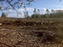 Kahlschlag Weroth/Hanroth 3