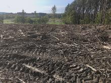 Kahlschlag Weroth/Hanroth 4