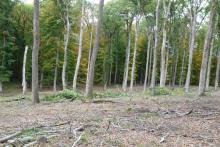 Ausgewiesener Immisionschutzwald Hoyerstännle