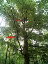 angefahrene alte Buche mit Vogelhorst