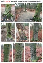 9.12.2020 Schäden Mountainbike Trail 4