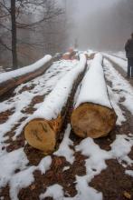 Über 100 Jahre alte Buchen